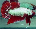 /album/hs-peixes-ornamentais/betta-dragon-jpg/